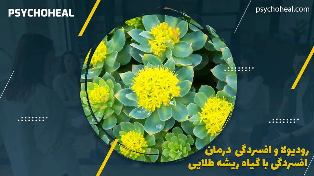 رودیولا و افسردگی درمان افسردگی با گیاه ریشه طلایی